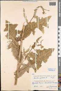 Sonchus palustris L., Eastern Europe, North Ukrainian region (E11) (Ukraine)