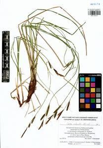 Carex schmidtii Meinsh., Siberia, Baikal & Transbaikal region (S4) (Russia)