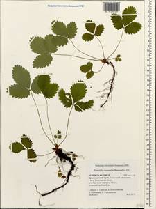 Potentilla micrantha Ramond ex DC., Caucasus, Krasnodar Krai & Adygea (K1a) (Russia)