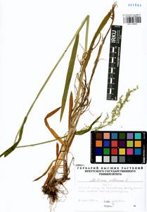 Milium effusum L., Siberia, Baikal & Transbaikal region (S4) (Russia)