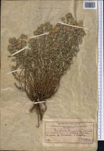 Ziziphora clinopodioides Lam., Middle Asia, Western Tian Shan & Karatau (M3) (Kazakhstan)