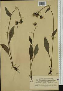 Hieracium chlorocephalum subsp. stygium (R. Uechtr.) Zahn, Western Europe (EUR) (Czech Republic)