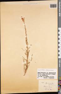 Spiraeanthus schrenckianus (C. A. Mey.) Maxim., Middle Asia, Western Tian Shan & Karatau (M3) (Kazakhstan)