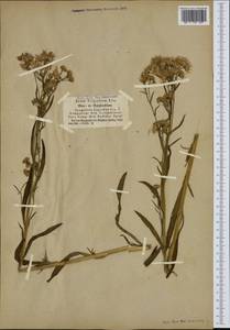 Tripolium pannonicum (Jacq.) Dobrocz., Western Europe (EUR) (Not classified)