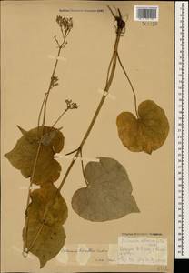 Valeriana tiliifolia Troitsky, Caucasus, Stavropol Krai, Karachay-Cherkessia & Kabardino-Balkaria (K1b) (Russia)