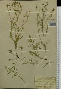 Crepidiastrum tenuifolium (Willd.) Sennikov, Siberia, Baikal & Transbaikal region (S4) (Russia)