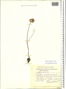 Allium kunthianum Vved., Caucasus, Dagestan (K2) (Russia)