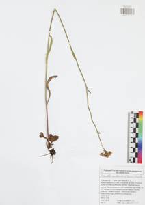 Pilosella cymosa subsp. vaillantii (Tausch) S. Bräut. & Greuter, Eastern Europe, Central region (E4) (Russia)