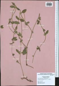 Asperugo procumbens L., Eastern Europe, Central region (E4) (Russia)