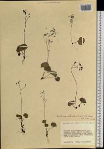 Micranthes nelsoniana subsp. aestivalis (Fisch. & C. A. Mey.) Elven & D. F. Murray, Siberia, Russian Far East (S6) (Russia)