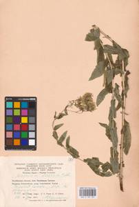 Hieracium virosum Pall., Eastern Europe, Eastern region (E10) (Russia)