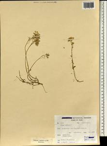 Sedum album L., South Asia, South Asia (Asia outside ex-Soviet states and Mongolia) (ASIA) (Iran)