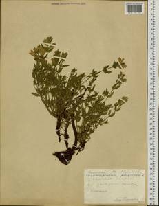 Dracocephalum peregrinum L., Siberia, Altai & Sayany Mountains (S2) (Russia)