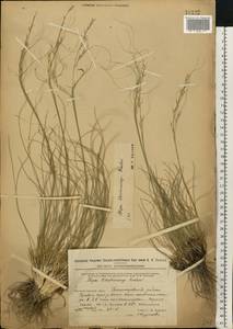 Stipa korshinskyi Roshev., Eastern Europe, Eastern region (E10) (Russia)