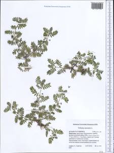 Tribulus terrestris L., Middle Asia, Western Tian Shan & Karatau (M3) (Kyrgyzstan)