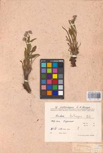 Rindera tetraspis (Pall.) L'Hér. ex DC. & A. DC., Eastern Europe, Lower Volga region (E9) (Russia)