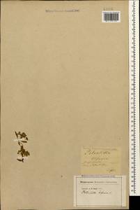 Sibbaldianthe bifurca (L.) Kurtto & T. Erikss., Caucasus, Georgia (K4) (Georgia)