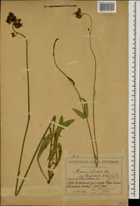 Pilosella auriculoides (Láng) Arv.-Touv., Caucasus, Armenia (K5) (Armenia)