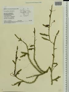 Lycopodium clavatum L., Eastern Europe, Central region (E4) (Russia)