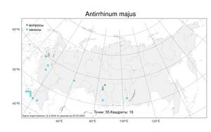 Antirrhinum majus L., Atlas of the Russian Flora (FLORUS) (Russia)