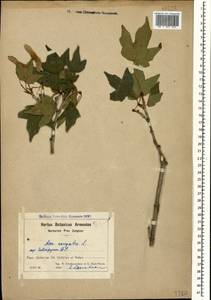 Acer campestre L., Caucasus, Armenia (K5) (Armenia)