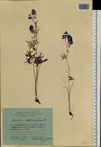 Aconitum delphinifolium DC., Siberia, Russian Far East (S6) (Russia)