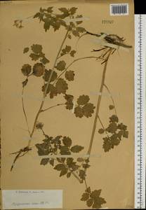 Cardamine macrophylla Willd., Siberia, Western (Kazakhstan) Altai Mountains (S2a) (Kazakhstan)