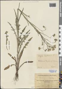 Crepis tectorum L., Eastern Europe, Moscow region (E4a) (Russia)