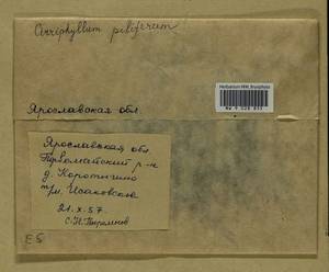 Cirriphyllum piliferum (Hedw.) Grout, Bryophytes, Bryophytes - Middle Russia (B6) (Russia)