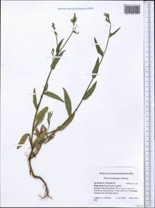 Picris nuristanica Bornm., Middle Asia, Northern & Central Tian Shan (M4) (Kyrgyzstan)