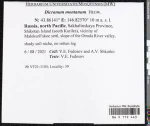 Orthodicranum montanum (Hedw.) Loeske, Bryophytes, Bryophytes - Russian Far East (excl. Chukotka & Kamchatka) (B20) (Russia)