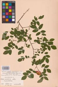 Rosa pendulina L., Eastern Europe, West Ukrainian region (E13) (Ukraine)