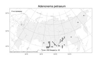 Adenonema petraeum (Bunge) Bunge, Atlas of the Russian Flora (FLORUS) (Russia)