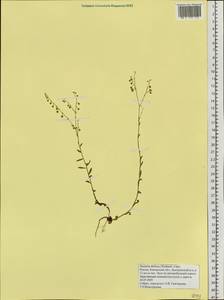 Hackelia deflexa (Wahlenb.) Opiz, Siberia, Chukotka & Kamchatka (S7) (Russia)