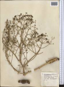 Ferula caspica M.Bieb., Middle Asia, Caspian Ustyurt & Northern Aralia (M8) (Kazakhstan)
