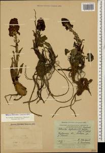 Petasites hybridus (L.) G. Gaertn., B. Mey. & Scherb., Caucasus, Krasnodar Krai & Adygea (K1a) (Russia)