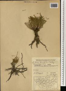 Anabasis brevifolia C. A. Mey., Mongolia (MONG) (Mongolia)