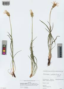 Scorzonera radiata Fisch. ex Colla, Siberia, Altai & Sayany Mountains (S2) (Russia)