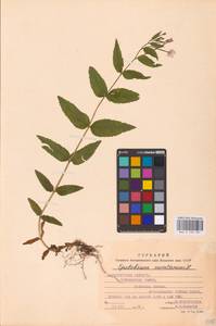Epilobium montanum L., Eastern Europe, West Ukrainian region (E13) (Ukraine)