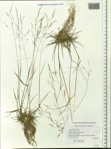 Agrostis anadyrensis Soczava, Siberia, Yakutia (S5) (Russia)