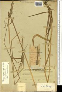 Festuca drymeja Mert. & W.D.J.Koch, Caucasus, Azerbaijan (K6) (Azerbaijan)