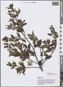 Myrsine semiserrata Wall., South Asia, South Asia (Asia outside ex-Soviet states and Mongolia) (ASIA) (Vietnam)