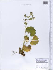 Alchemilla nemoralis Alechin, Eastern Europe, Eastern region (E10) (Russia)