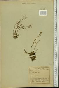 Arabidopsis lyrata subsp. petraea (L.) O'Kane & Al-Shehbaz, Eastern Europe, Northern region (E1) (Russia)