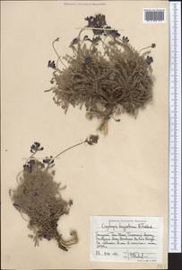 Oxytropis trajectorum B.Fedtsch., Middle Asia, Western Tian Shan & Karatau (M3) (Kazakhstan)