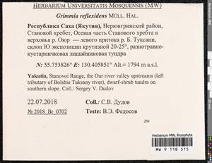 Grimmia reflexidens Müll. Hal., Bryophytes, Bryophytes - Yakutia (B19) (Russia)