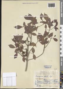 Euonymus alatus (Thunb.) Siebold, South Asia, South Asia (Asia outside ex-Soviet states and Mongolia) (ASIA) (China)