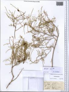 Haloxylon ammodendron (C. A. Mey.) Bunge ex Fenzl, Middle Asia, Karakum (M6) (Turkmenistan)