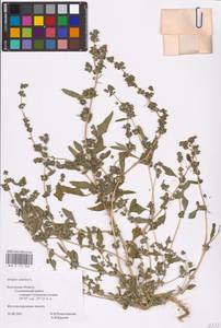 Atriplex tatarica L., Eastern Europe, Central region (E4) (Russia)