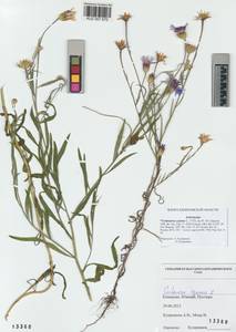 Centaurea cyanus L., Siberia, Altai & Sayany Mountains (S2) (Russia)